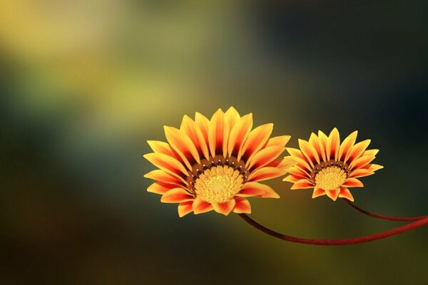 Fiori con petali giallo-arancio foto macro