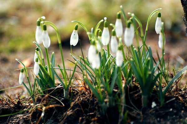 Krople rosy na pierwszych wiosennych przebiśniegach