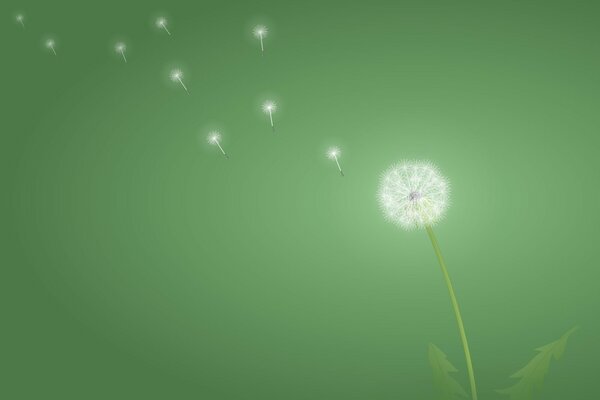 Dente di leone su sfondo verde, minimalismo