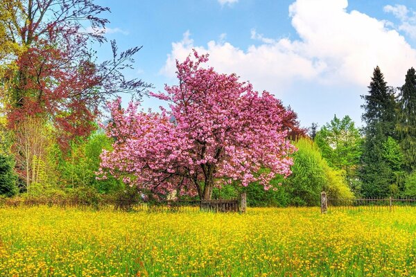 Ein ungewöhnlich schöner Rosebaum, umgeben von Blumen
