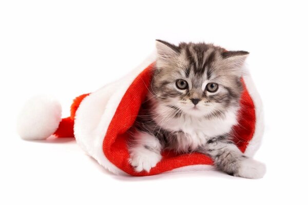 Fluffy cat got into the hat of Santa Claus