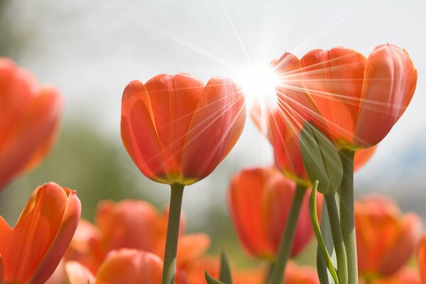 Morning buds of red tulips