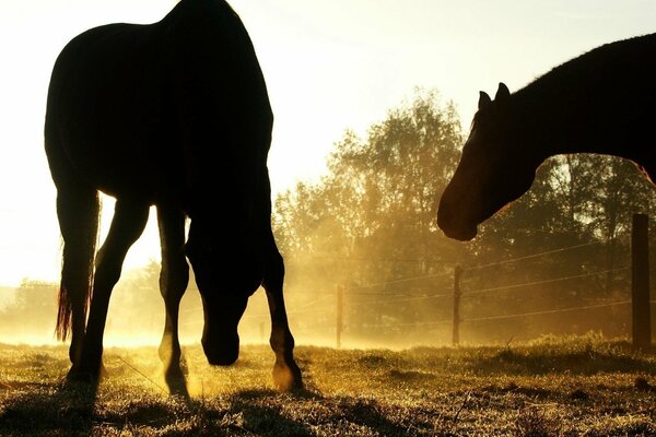 Cavalli nella nebbia al tramonto nel recinto