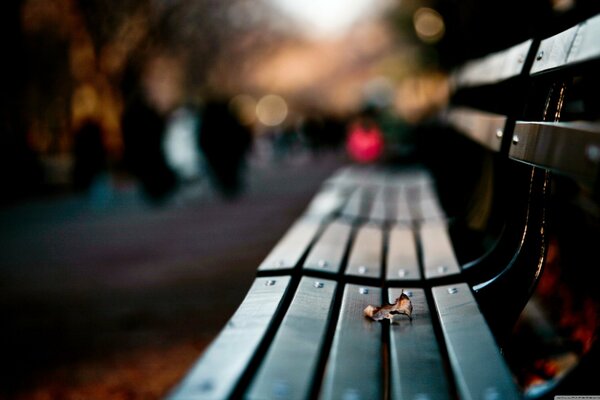 Feuille solitaire sur un banc de parc