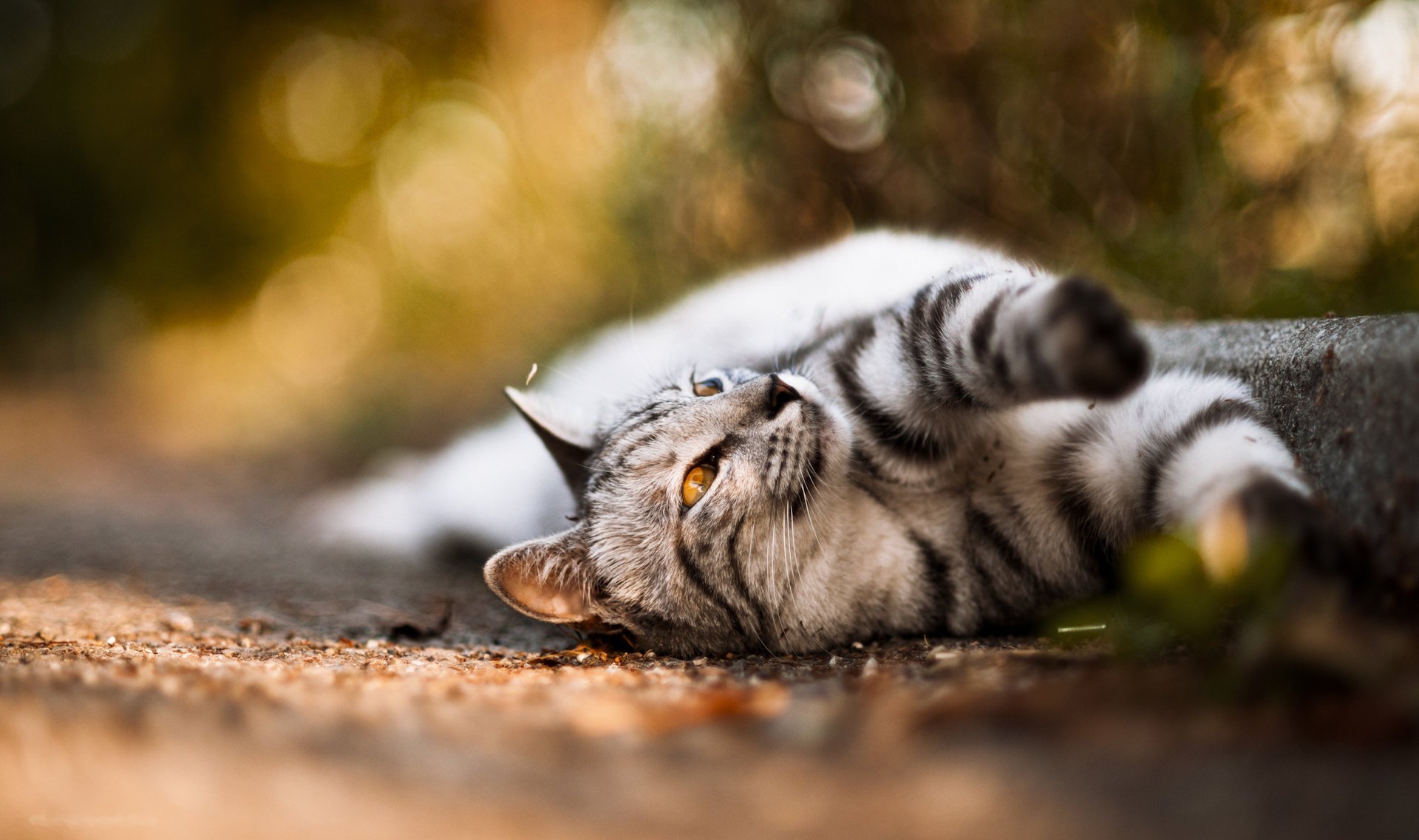 gatto naso colore muso foto occhi lana zampe baffi