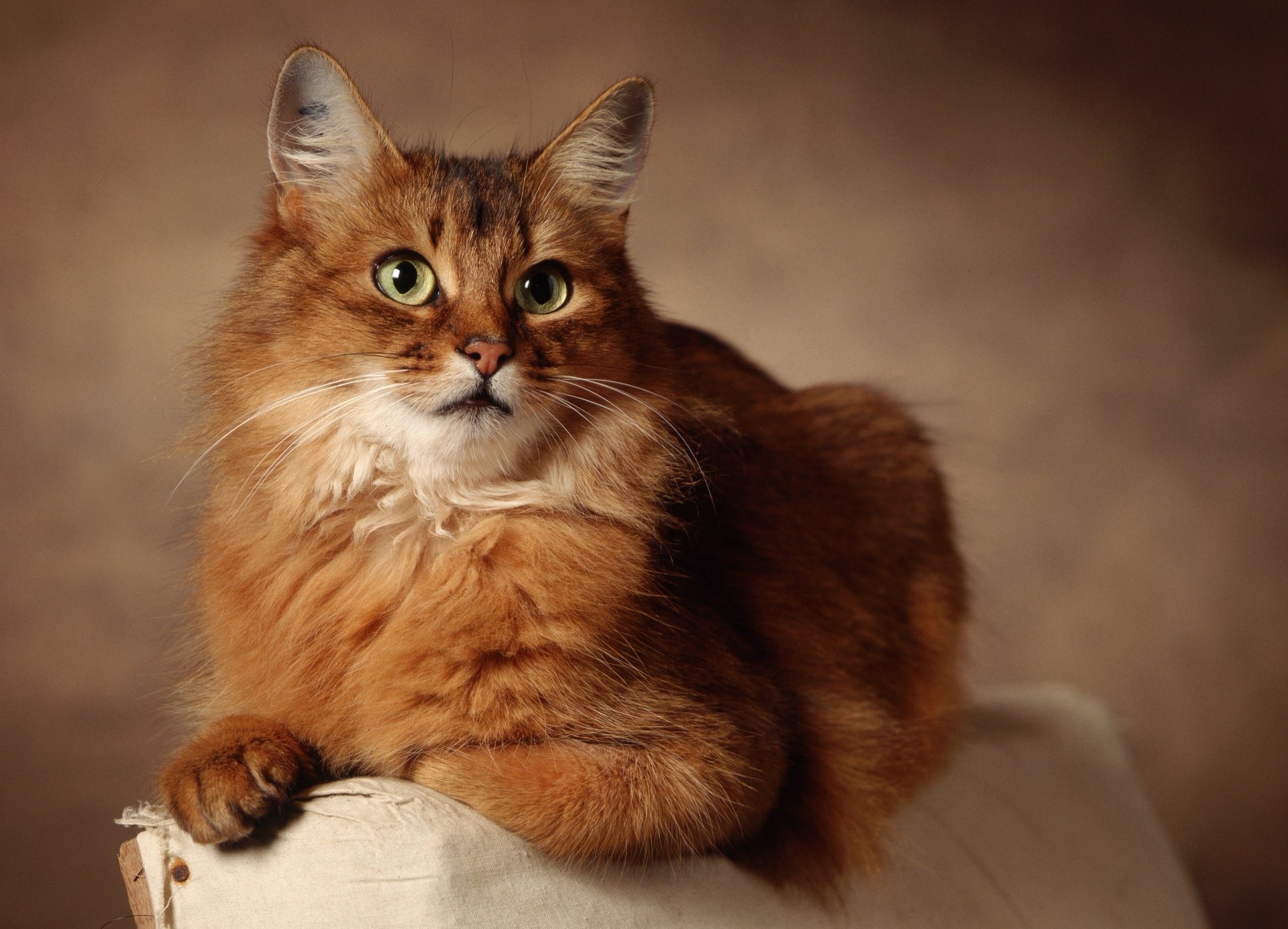 rot katze hintergrund liegt augen katze