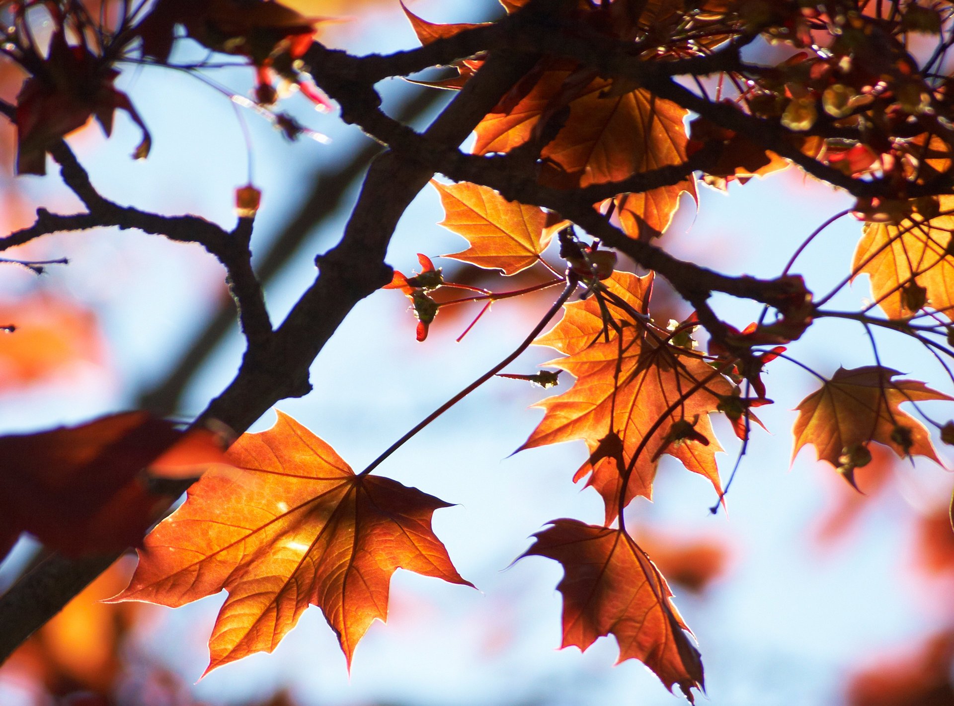 érable arbre lumière automne ciel feuilles macro branches