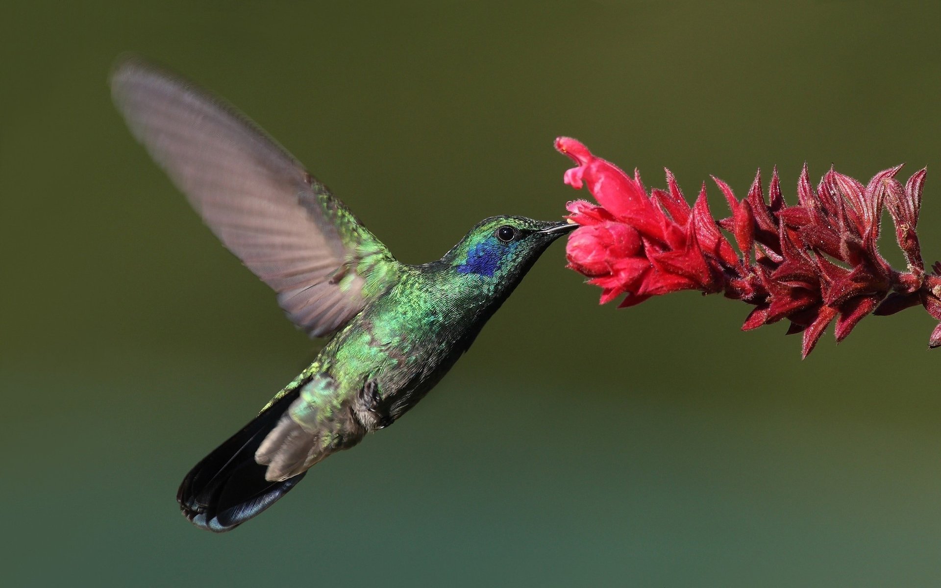 uccello colibrì macro hummingbird fiore uccello