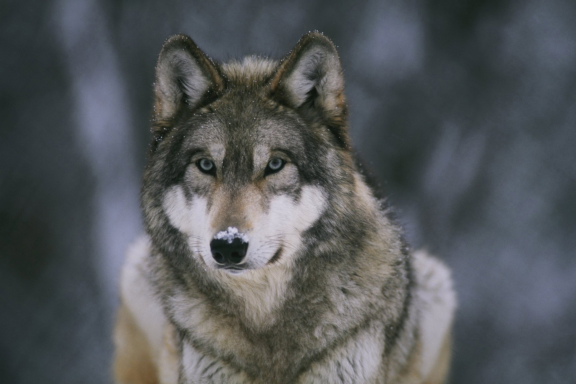 nase wolf auf tapete schnee raubtier wald sanitäter tier