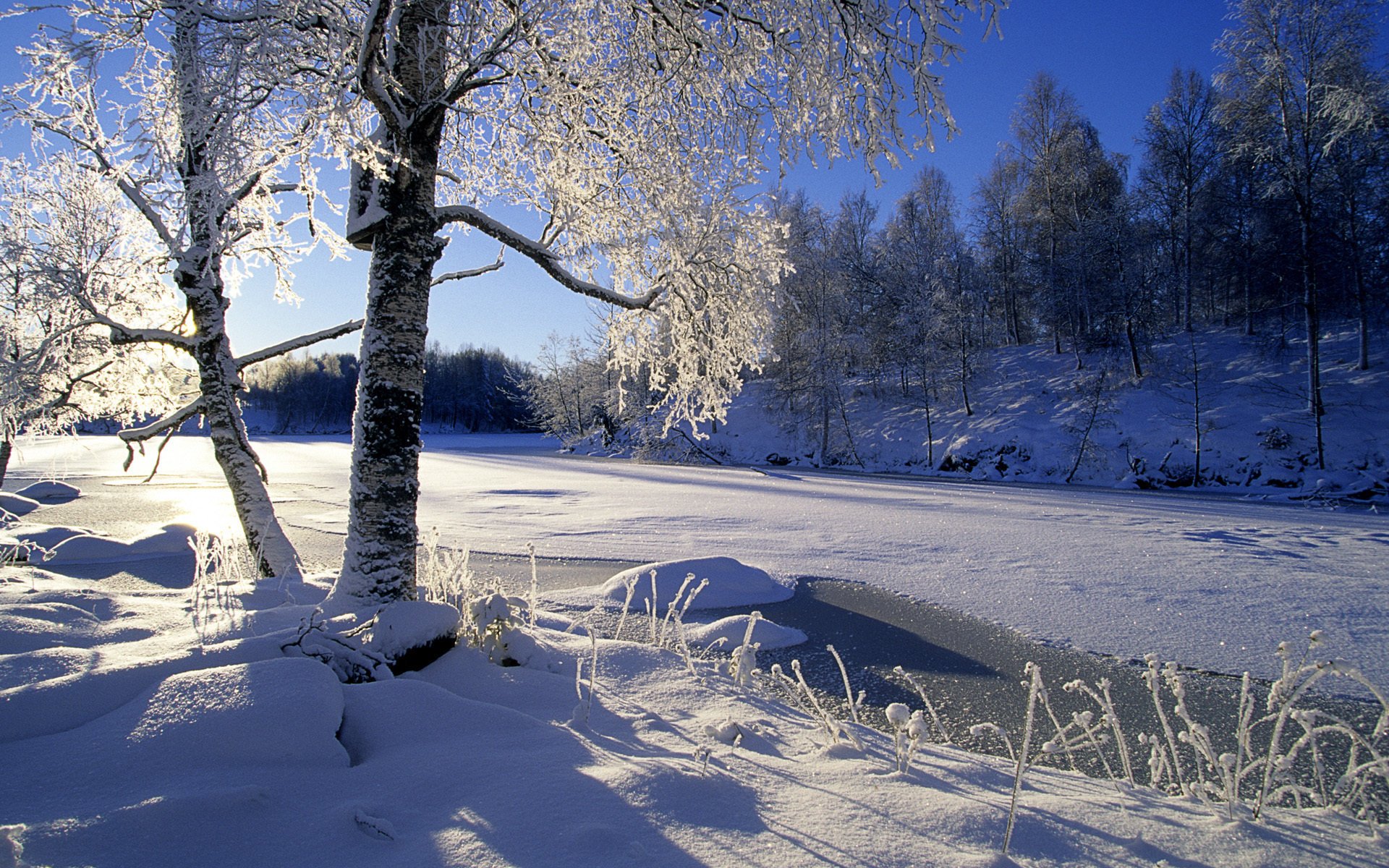 alberi foresta fiume inverno sole neve