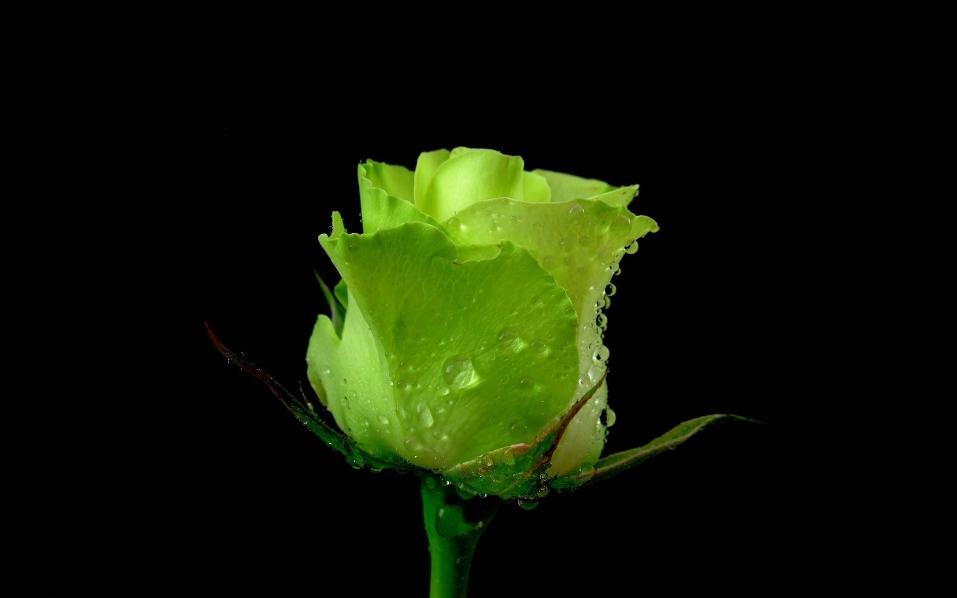 rosa petali verde