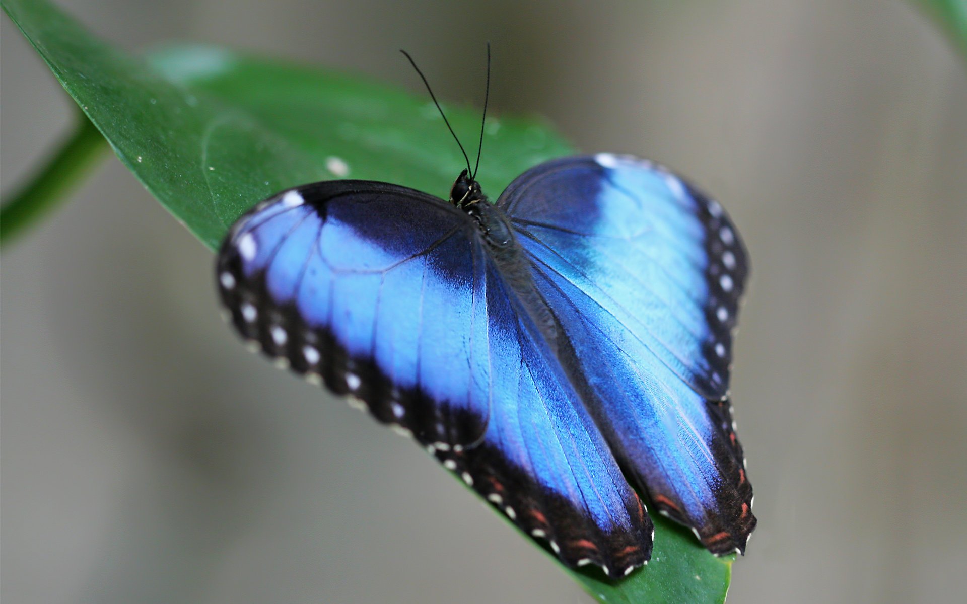 blue green butterfly leaf