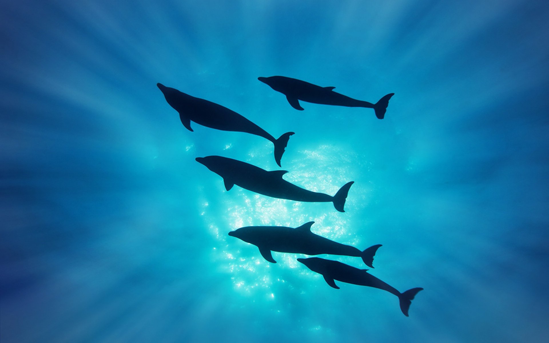 dauphins silhouette rayons sous l eau mer