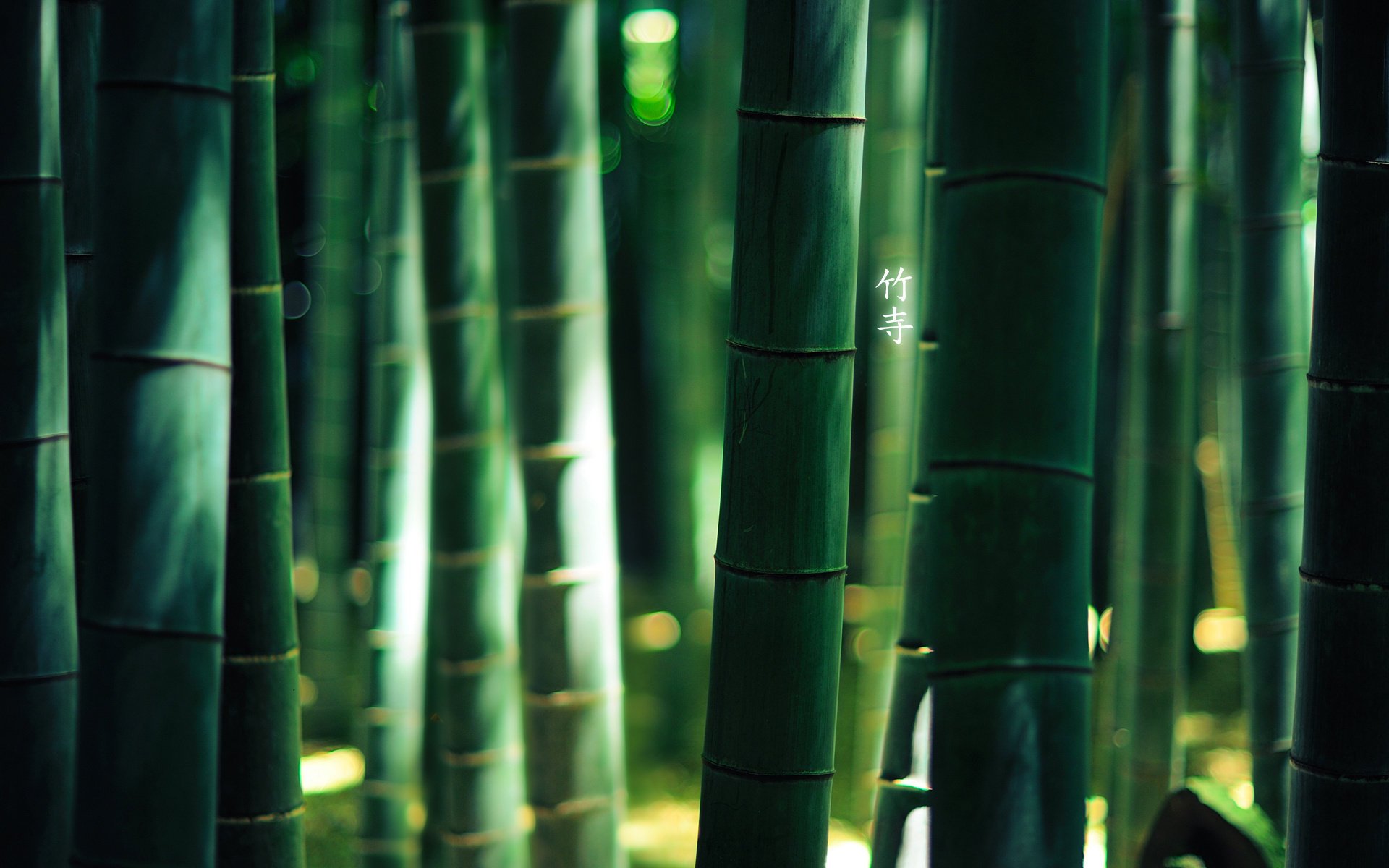 forest by burningmonk bamboo 1920x1200 hieroglyphs green colour