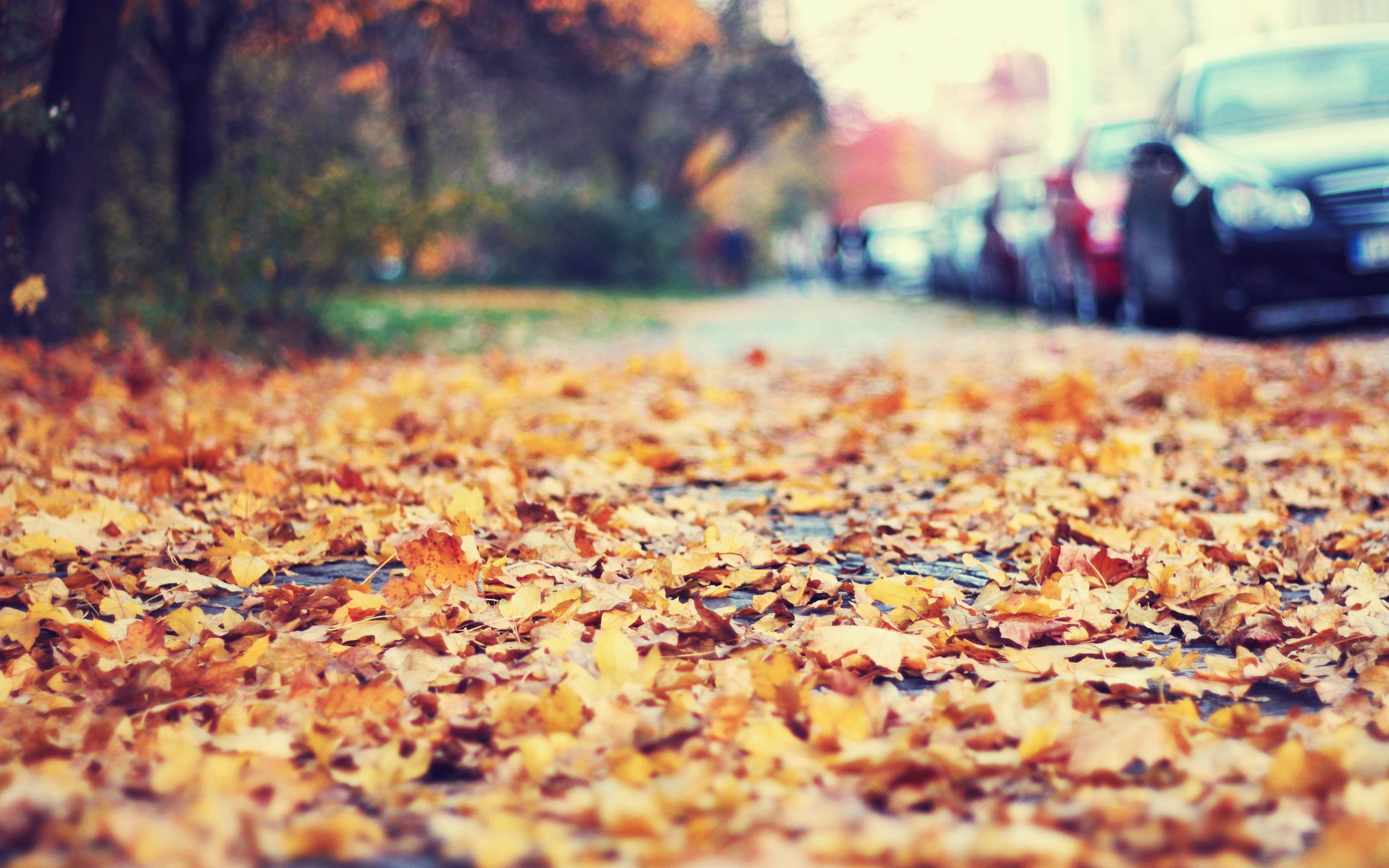 blätter straßenrand herbst autos