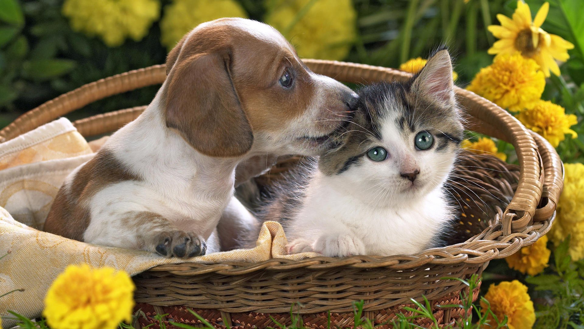 kitty flowers puppy basket