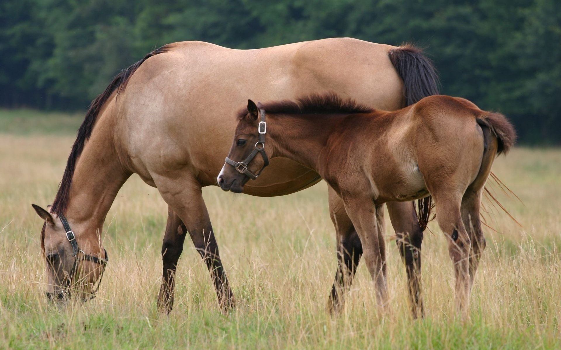 caballo pasto hierba potro