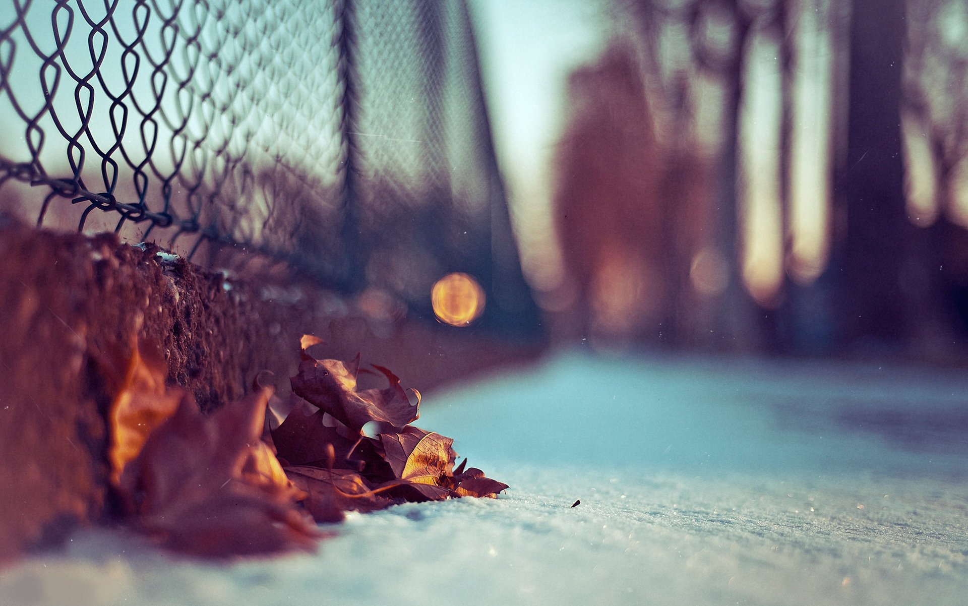 photo papier peint bokeh flou neige fond feuilles macro