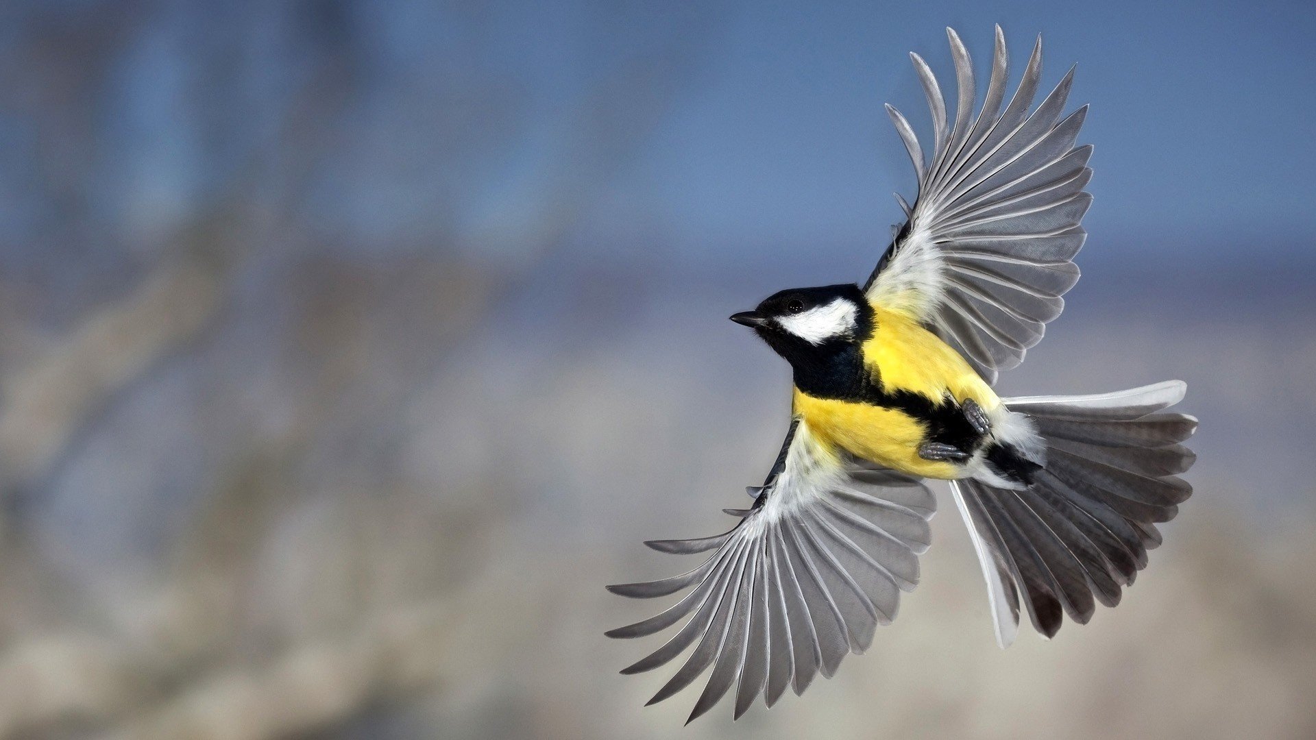 oiseau mésange plumes vol ailes