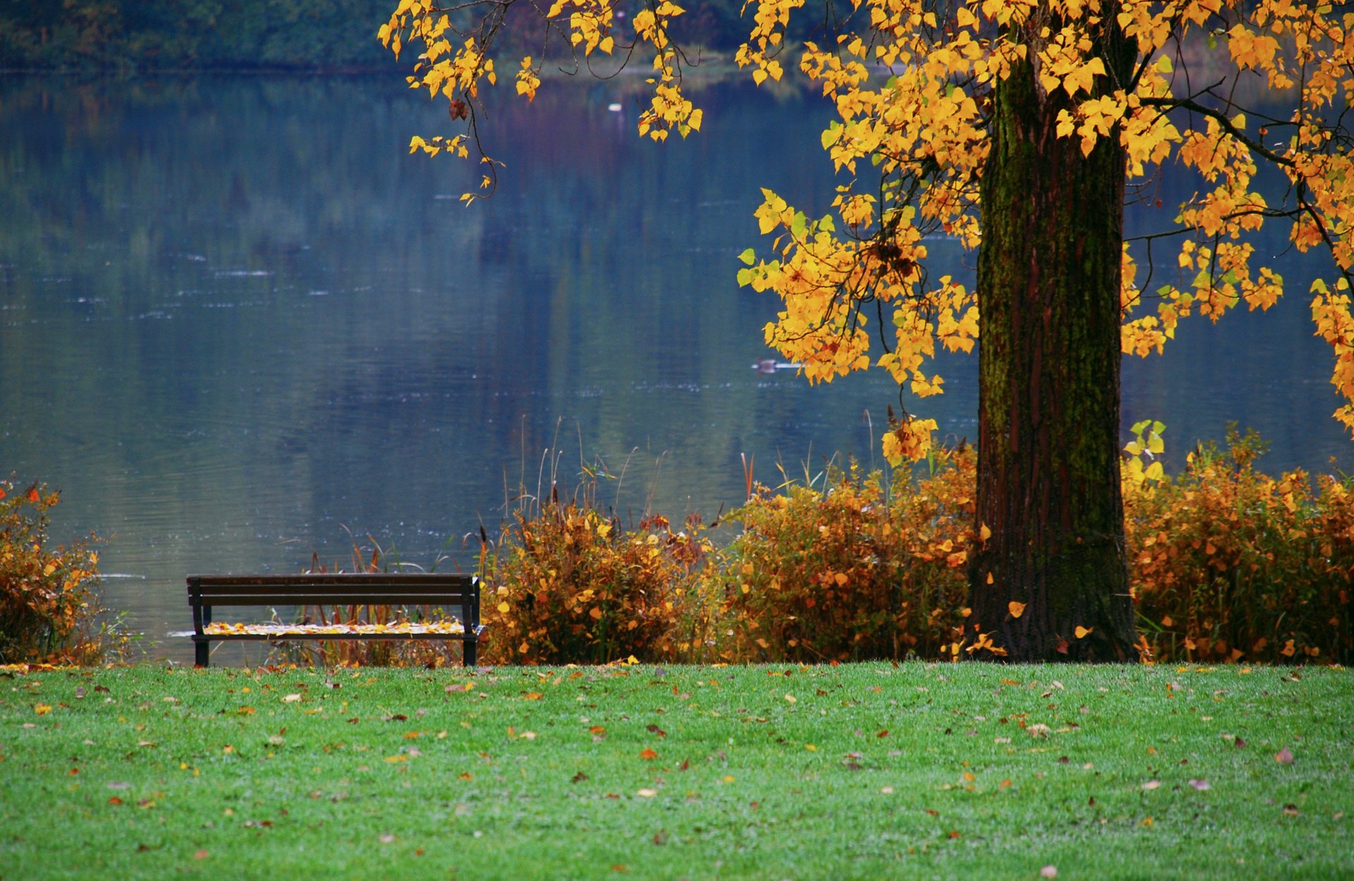 nature tree autumn shop river foliage pond