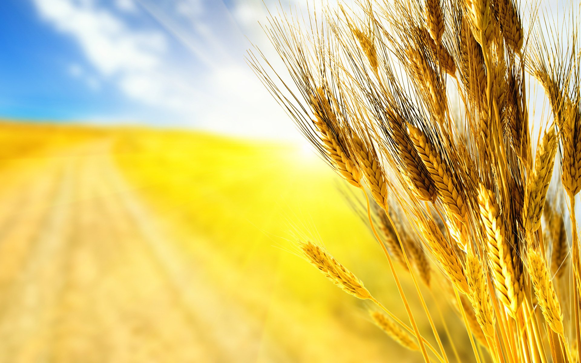 macro erba grano raccolto autunno carta da parati autunnale