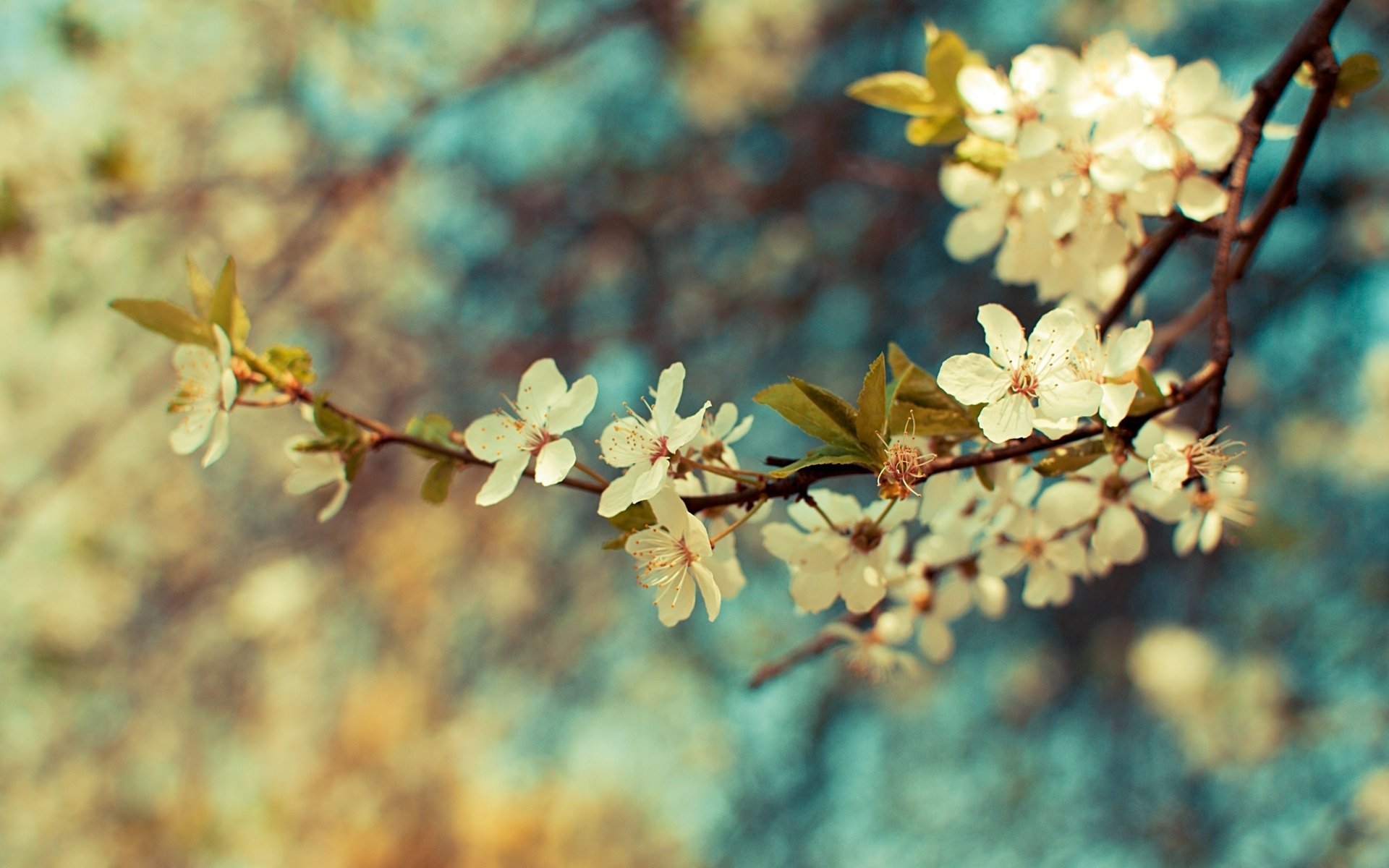 fleurs branche couleurs plante branche feuilles papier peint printemps