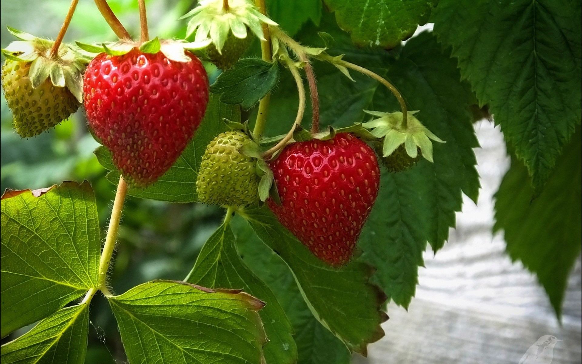 feuille fraise baie verts rouge