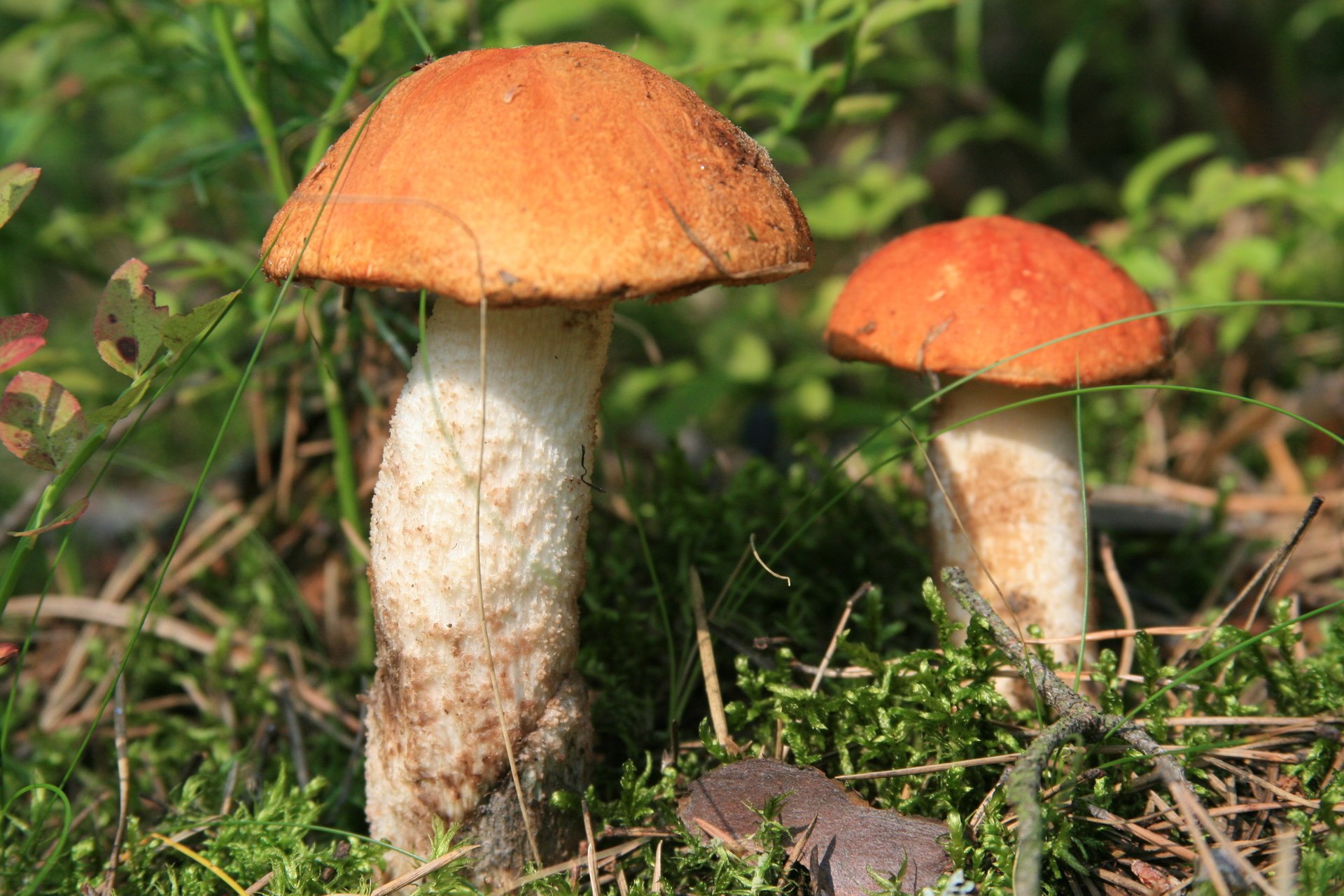 porcini foresta passeggiata cibo macro natura funghi