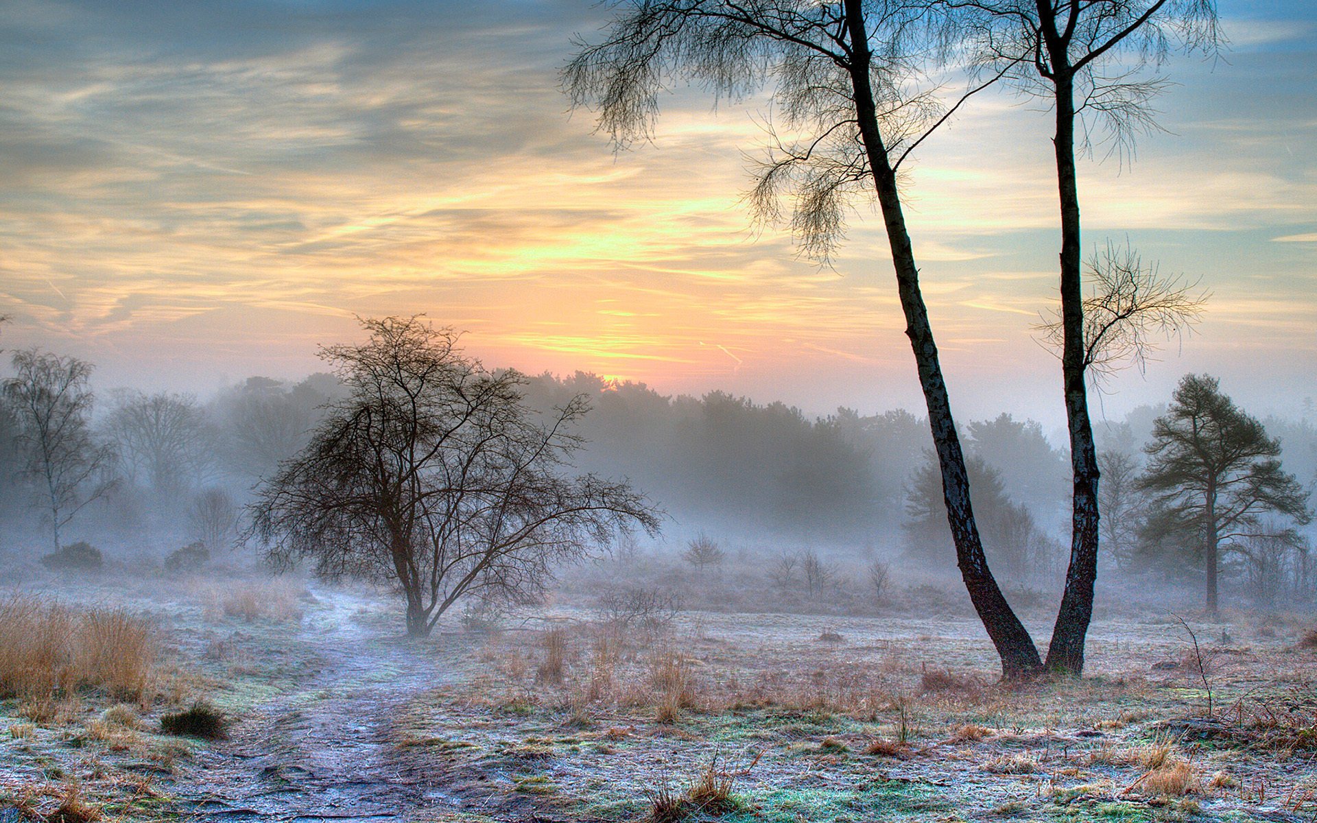 natura inverno gelo nebbia neve mattina