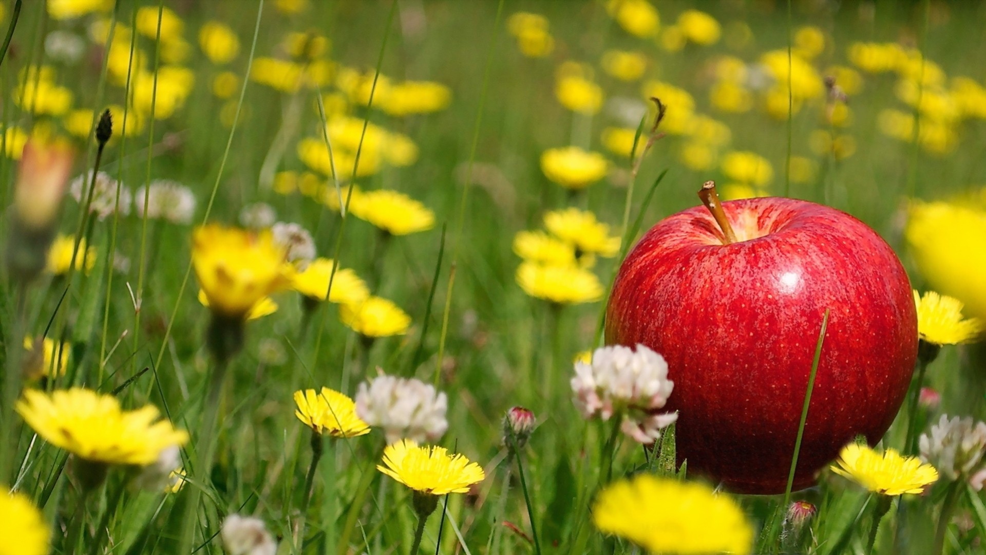 apple close up flower