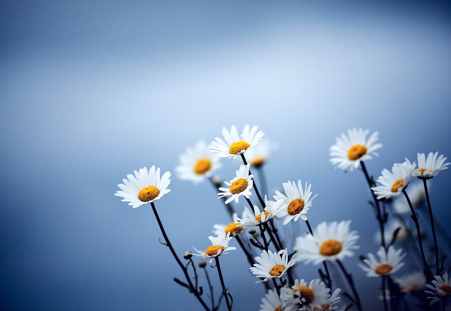 blue background chamomile flower