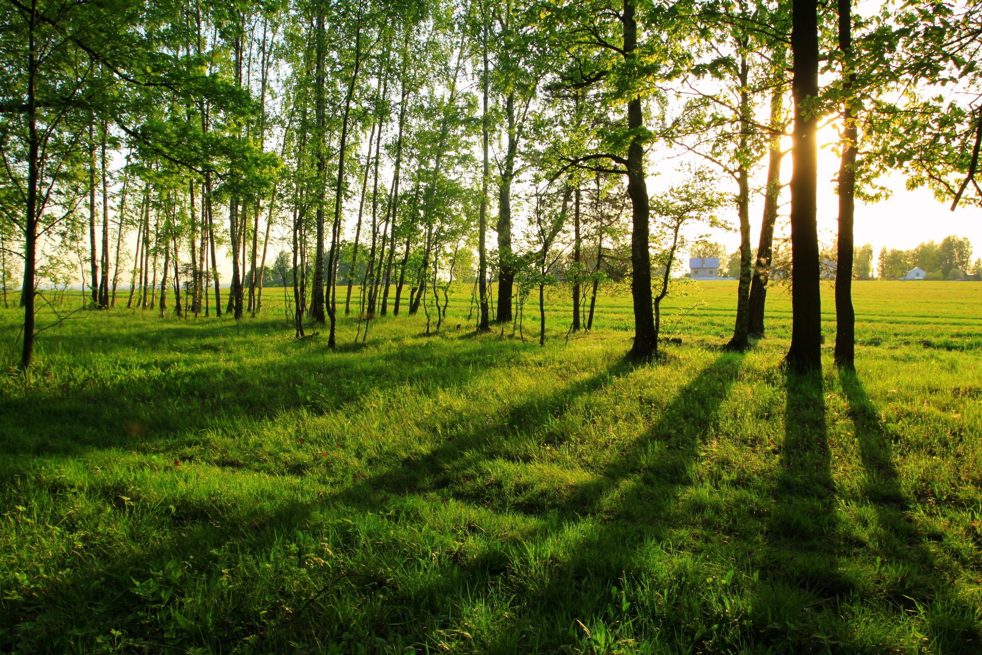 lange schatten sommer landschaft waldrand