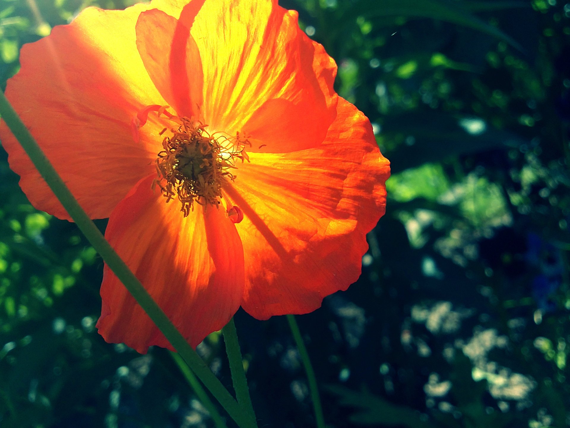 coquelicot été orange vert