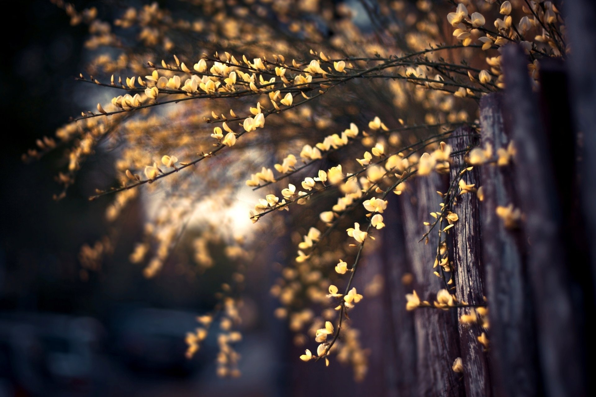 flowers photo plant background the fence branch wallpaper macro