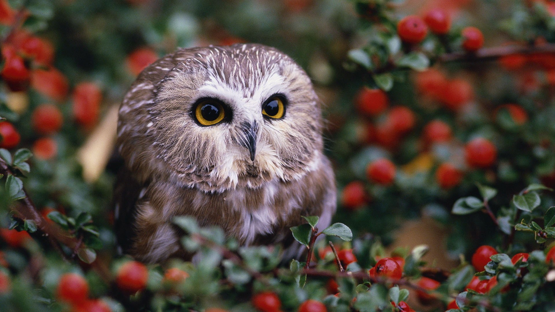 the bushes owl berrie