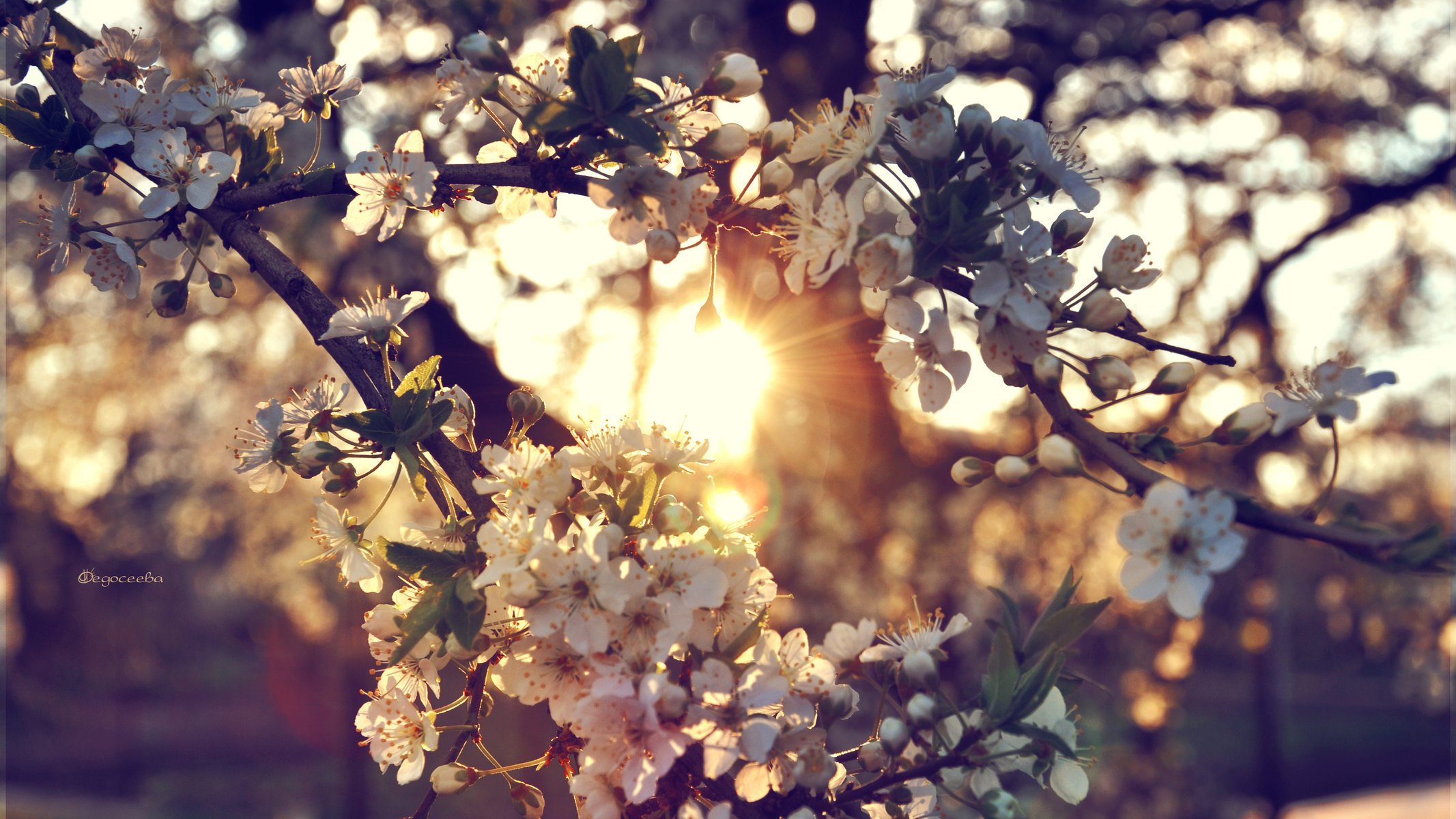 blumen sonnenuntergang zweige baum kirsche sonne