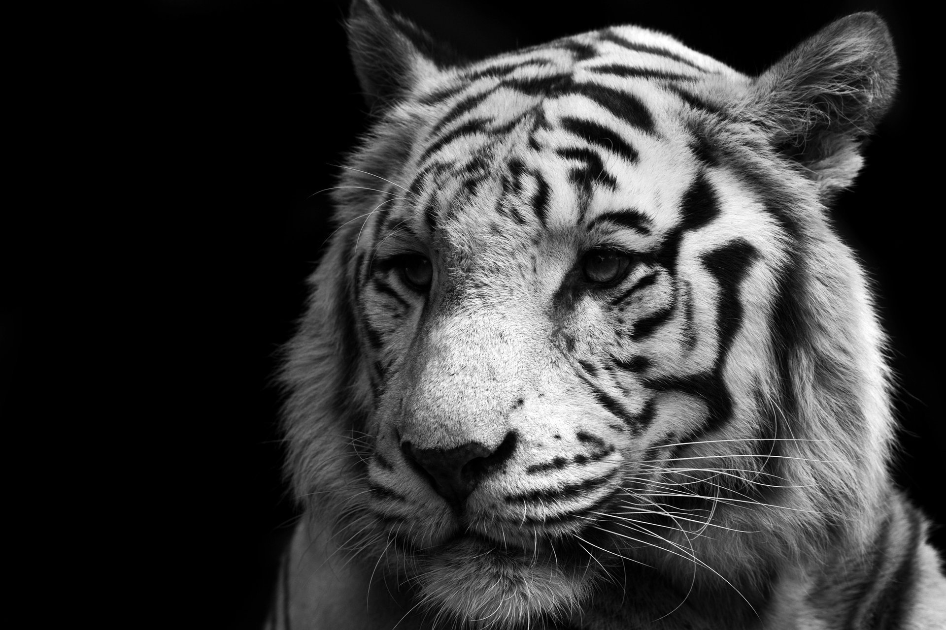 blanco blanco depredador gato tigre tigre