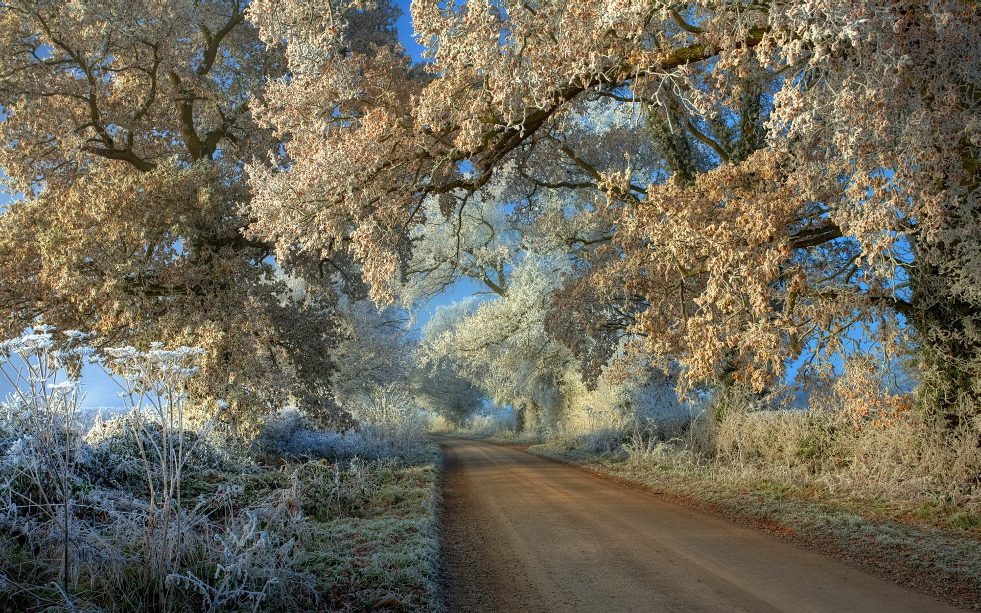 camino paisaje escarcha árboles