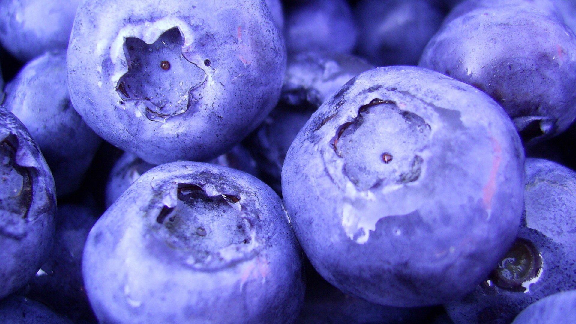 1920x1080 makro blueberry macro jagody jagody berries jedzenie food