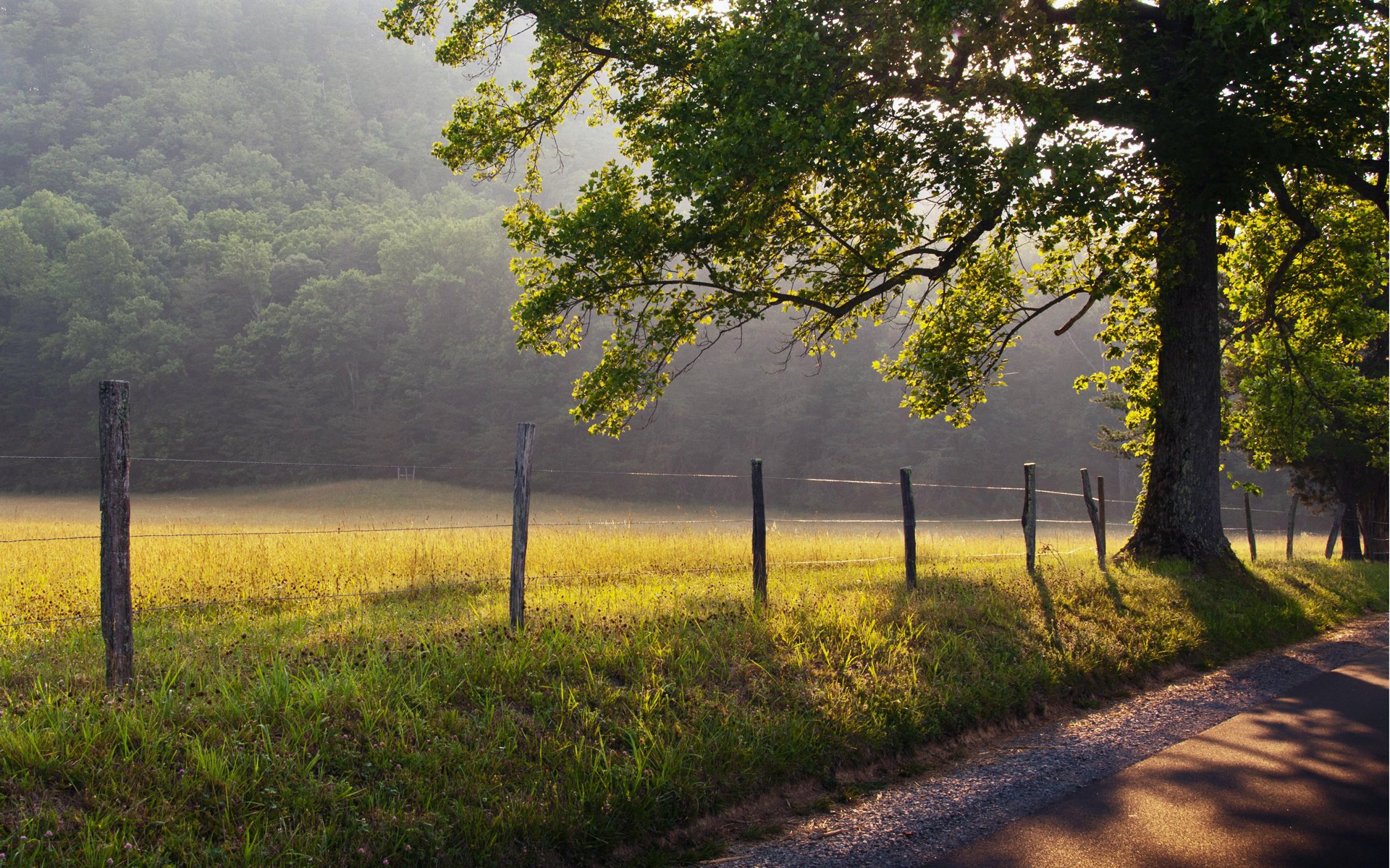 nature the fence grass road fog tree dawn