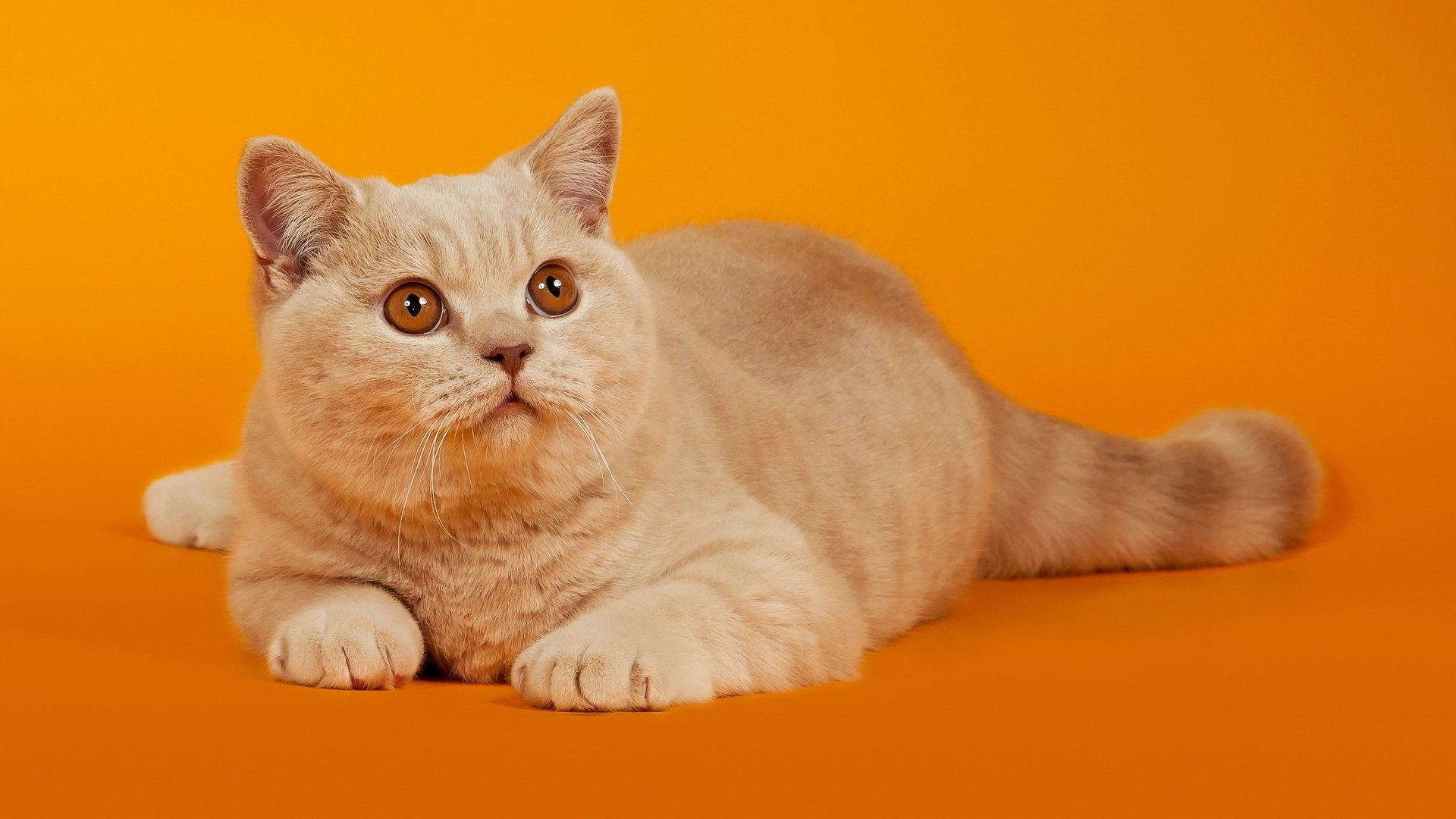 orange hintergrund rot liegt katze katze blick