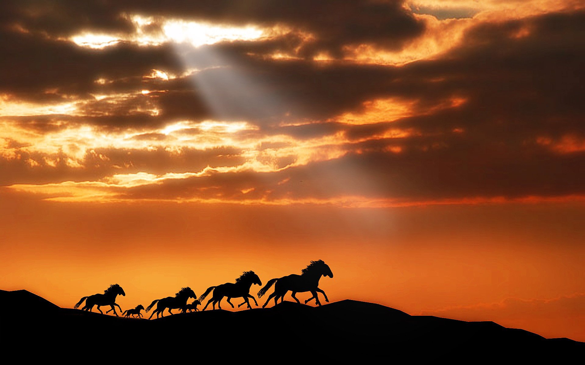 animaux cheval cheval ciel montagnes cheval coucher de soleil chevaux