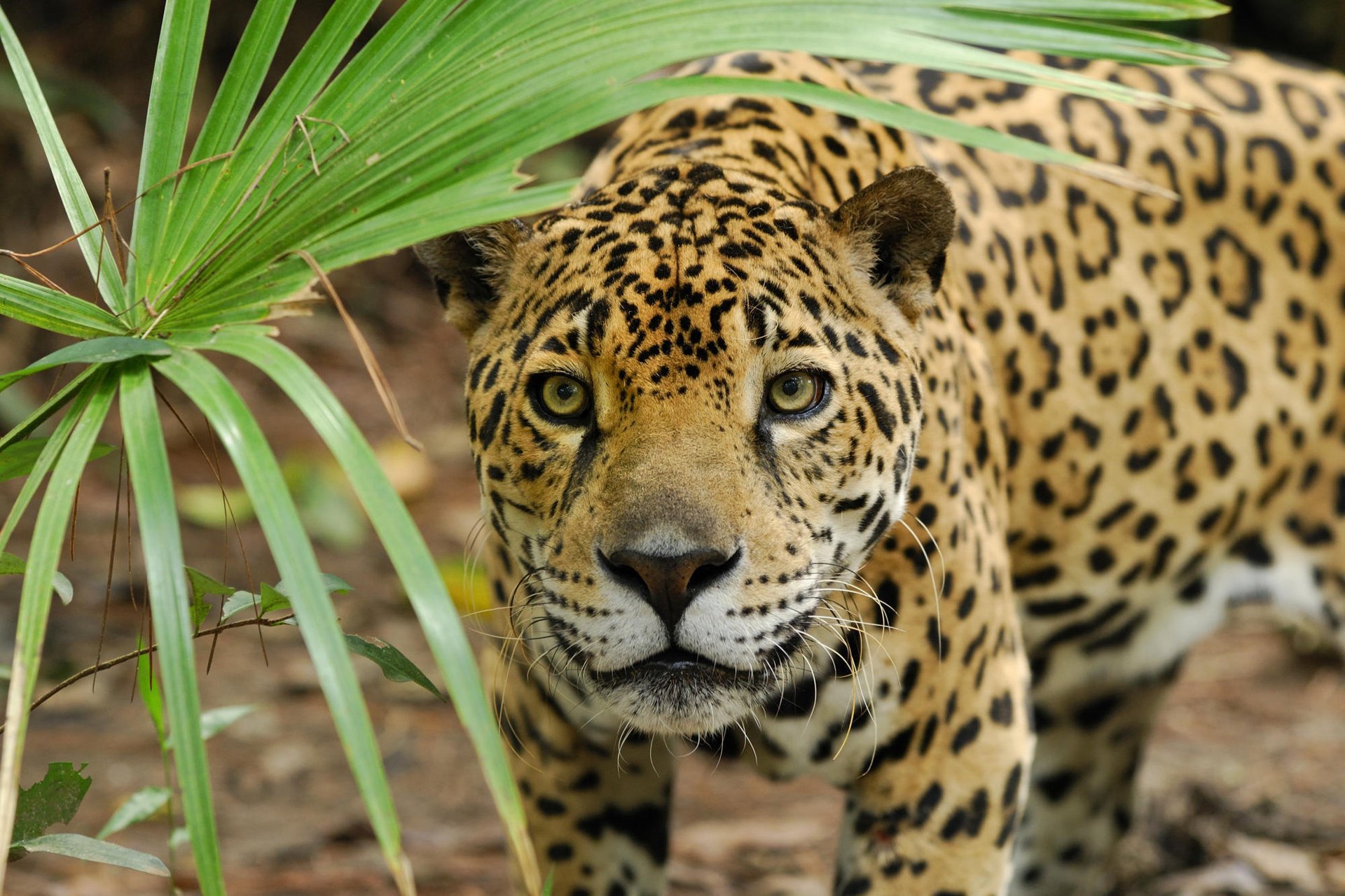 muso gatto selvatico caccia pantera giaguaro foglia predatore