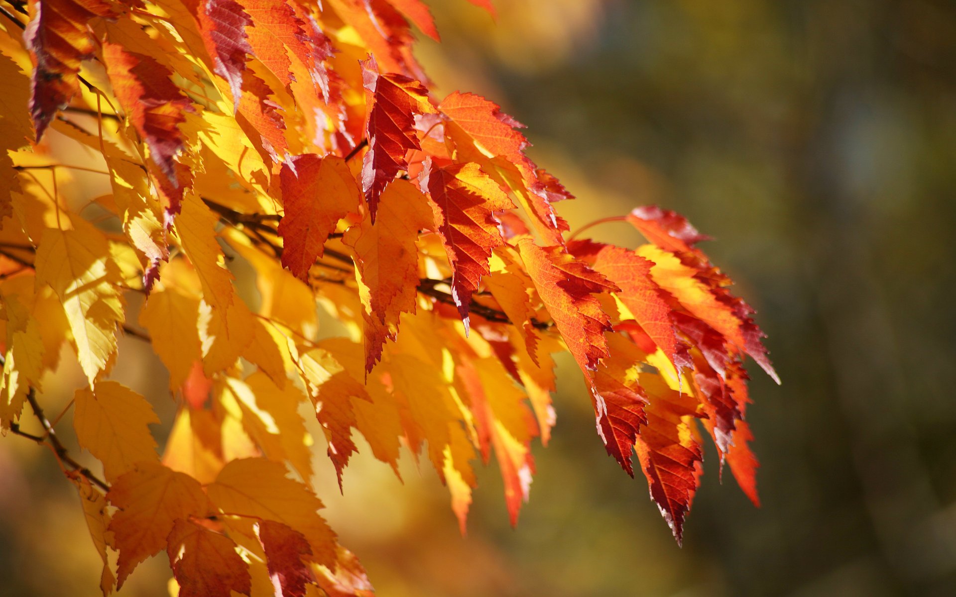 lussureggiante ramo sfondo autunno gradazione foglie colore