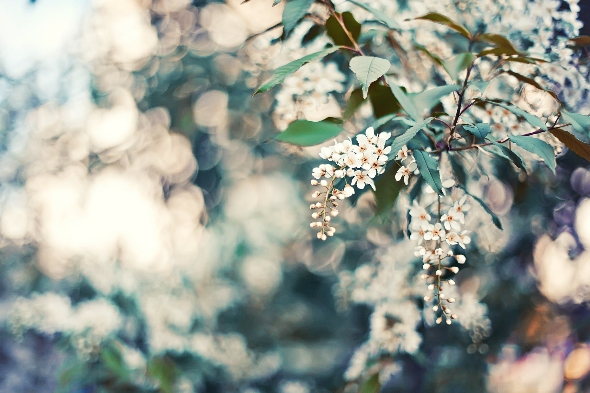 foglie natura petali fiori bokeh