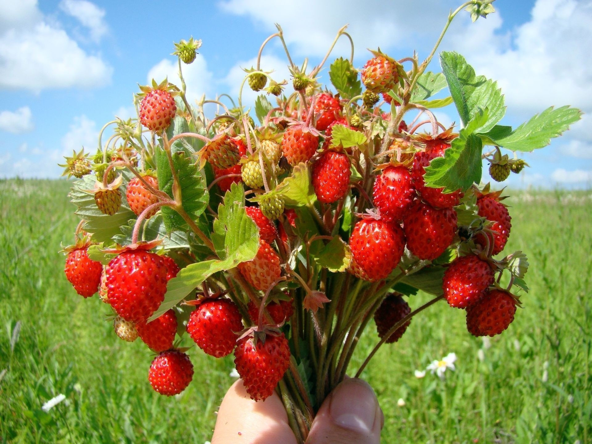 erdbeeren bouquet beeren