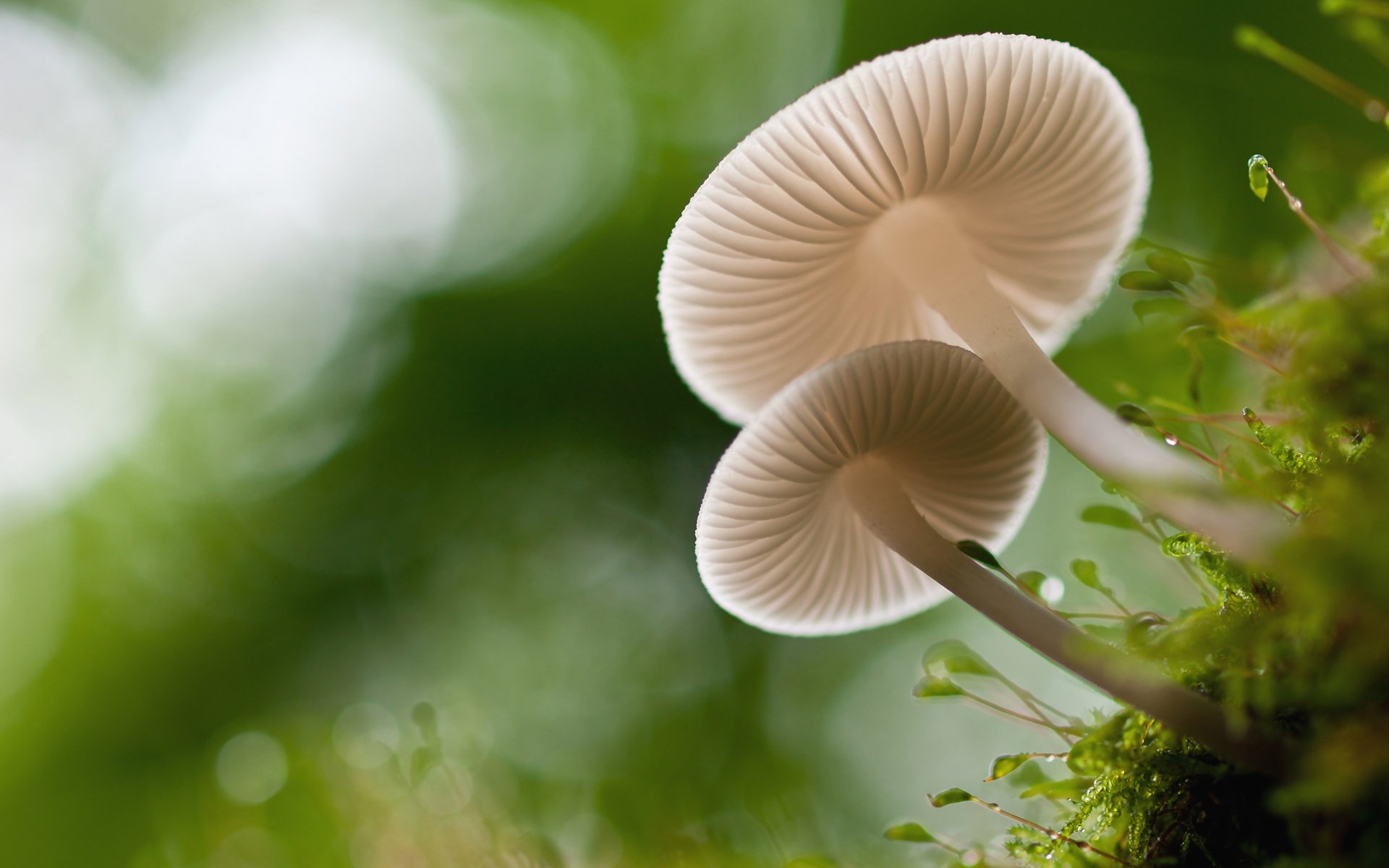 champignons bokeh macro mousse légumes verts