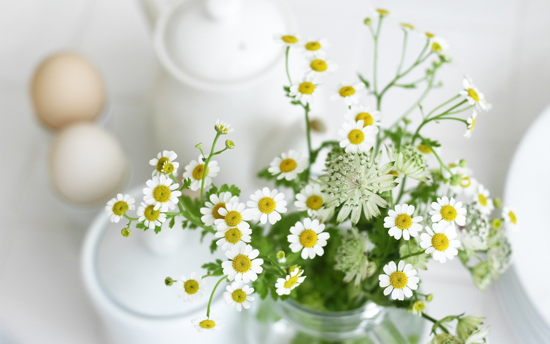 fleurs marguerites blanc feuilles plantes