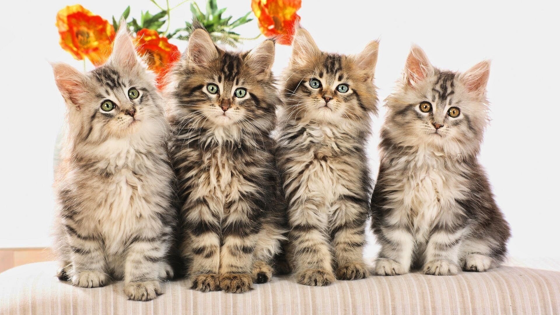 kittens striped quartet flower fluffy