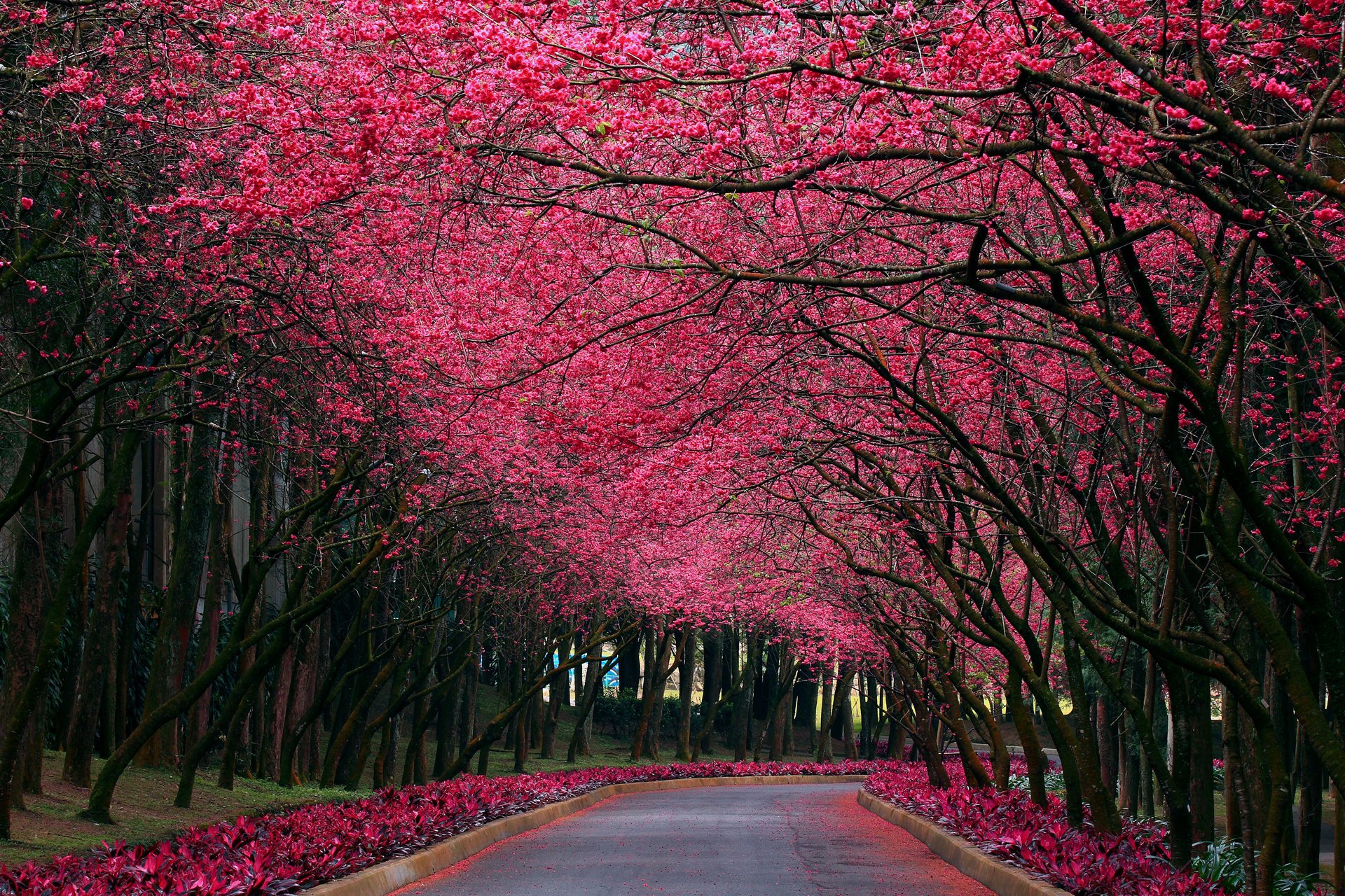 natura wiosna sakura park kolor aleja